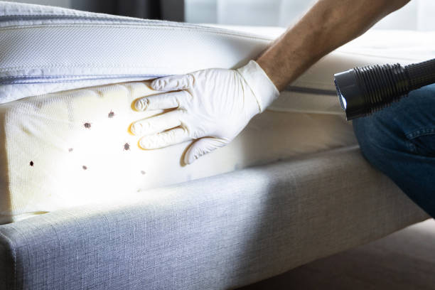 Best Ant Control Services  in Magnet Cove, AR